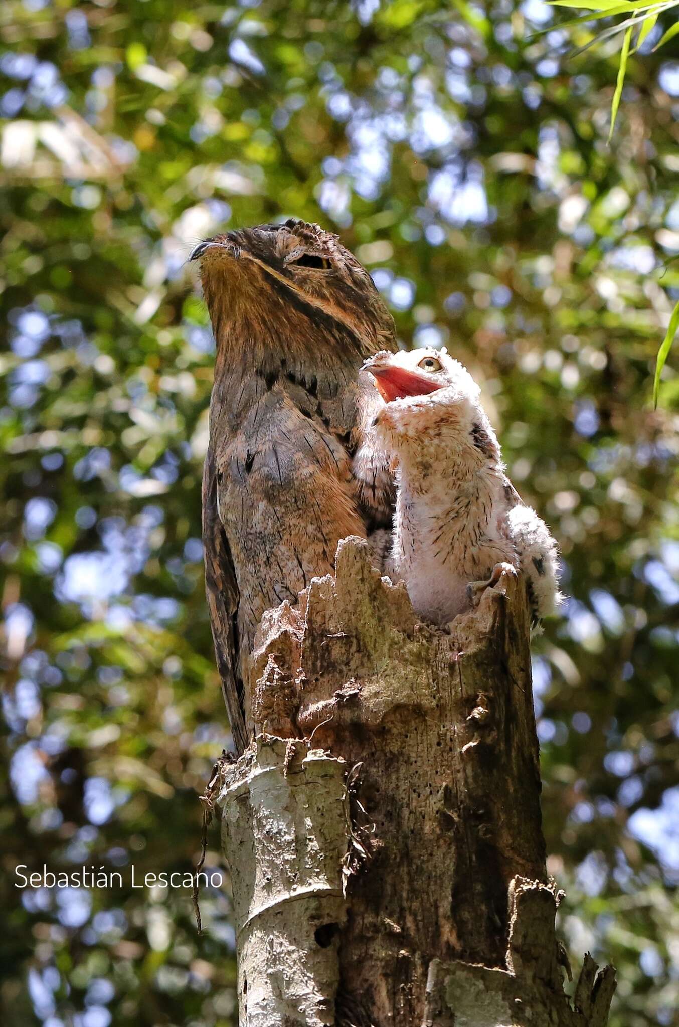 Image of Common Potoo