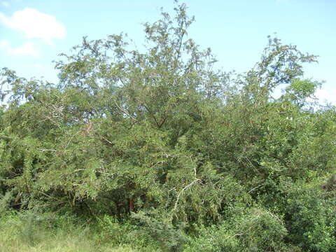 Image of Bauhinia bowkeri Harv.