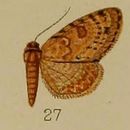 Image of <i>Chloroclystis plicata</i> Hampson 1912