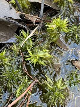 Sphagnum macrophyllum Bernhardi ex Bridel 1826的圖片