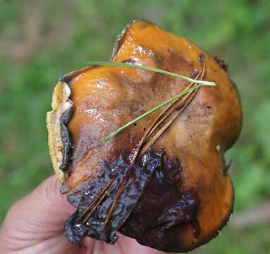 Image of Suillus pungens Thiers & A. H. Sm. 1964