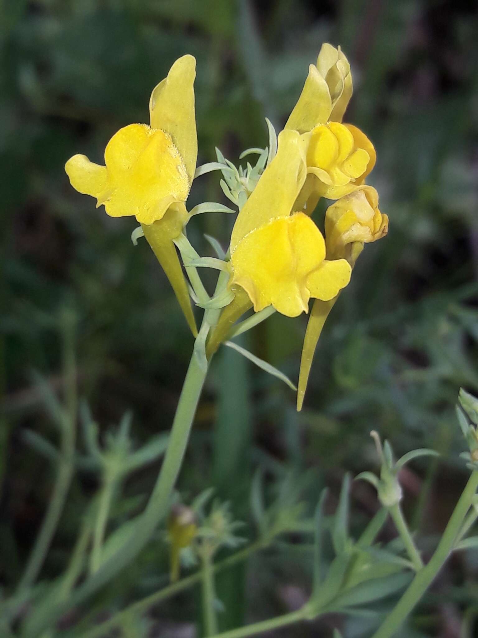 Plancia ëd Linaria propinqua Boiss. & Reuter