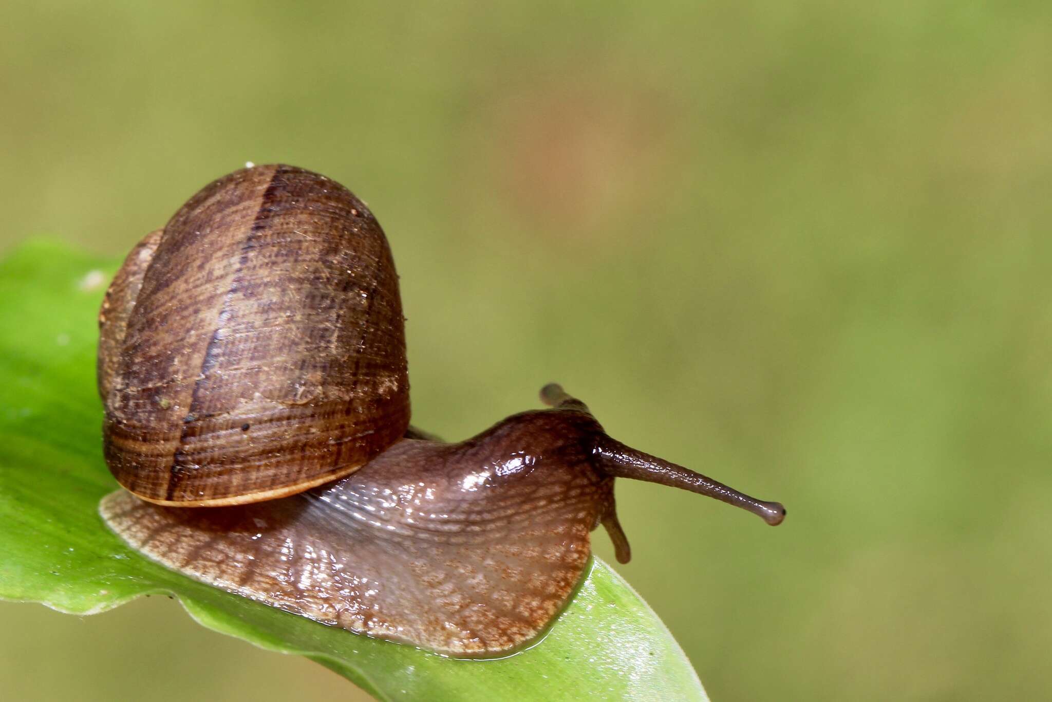 صورة Hispaniolana crispata (Férussac 1821)