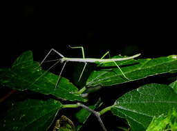 Image of Tamaulipan Walkingstick