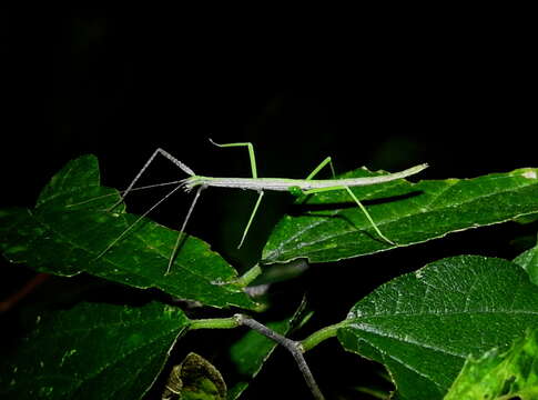 Image of Diapheromera (Diapheromera) tamaulipensis Rehn & J. A. G. 1909