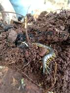 Image of Scolopendra viridis maya Saussure 1860