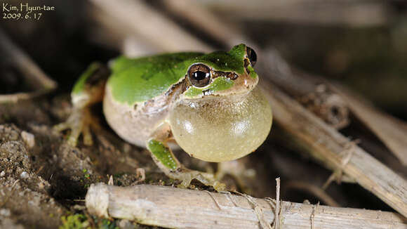 Image of Japanese Tree Frog