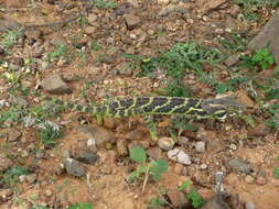Image of Socotran Chameleon