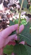 Image of woodland sunflower