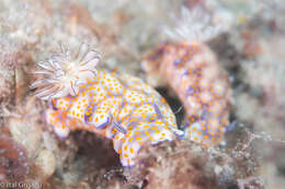 Sivun Hypselodoris pulchella (Rüppell & Leuckart 1830) kuva