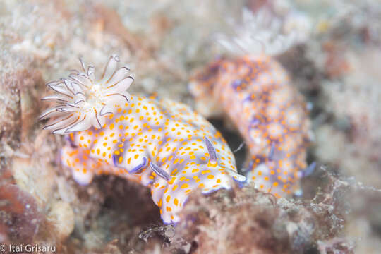 Image de Hypselodoris pulchella (Rüppell & Leuckart 1830)