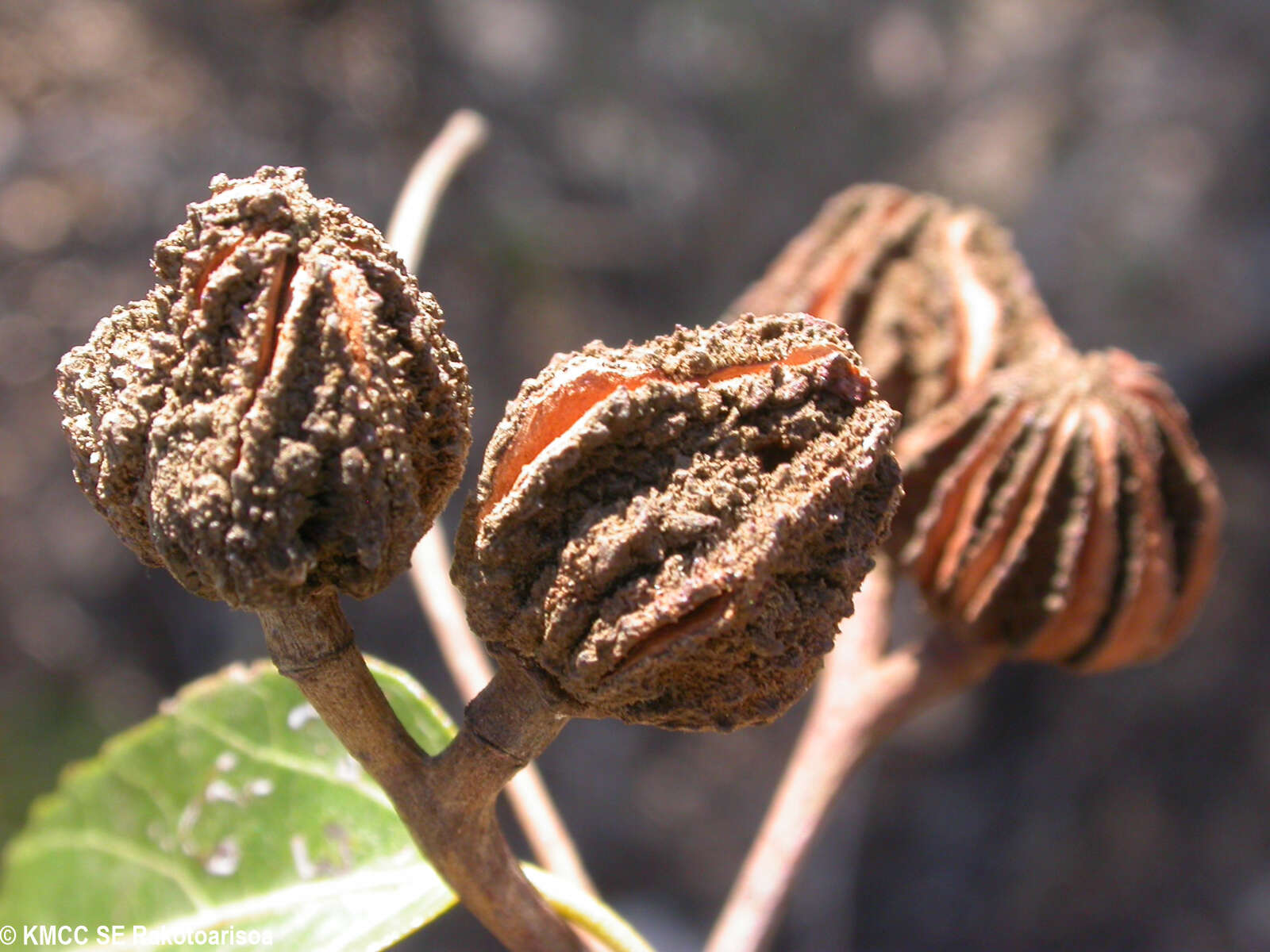 Imagem de Helmiopsiella madagascariensis Arenes