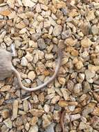 Image of Desert Pocket Mouse