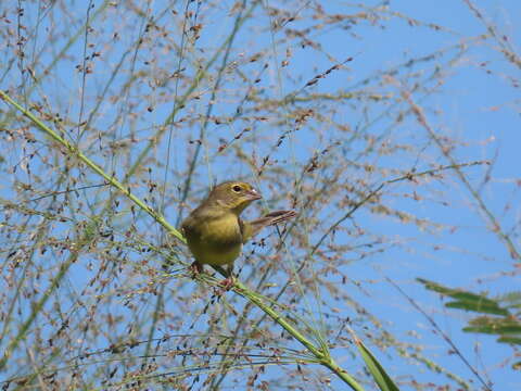 صورة Sicalis luteola chrysops Sclater & PL 1862