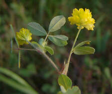 Image de Trifolium boissieri Guss.