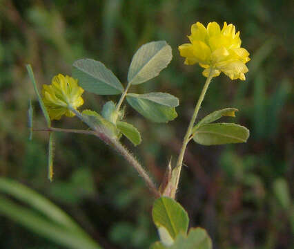 Image of Boissier's clover