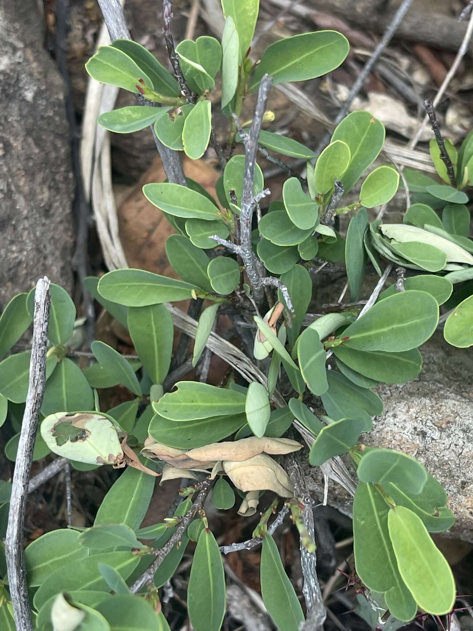 Image of Erythroxylum delagoense Schinz.