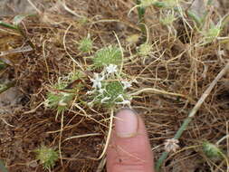 Image of Myers' pincushionplant