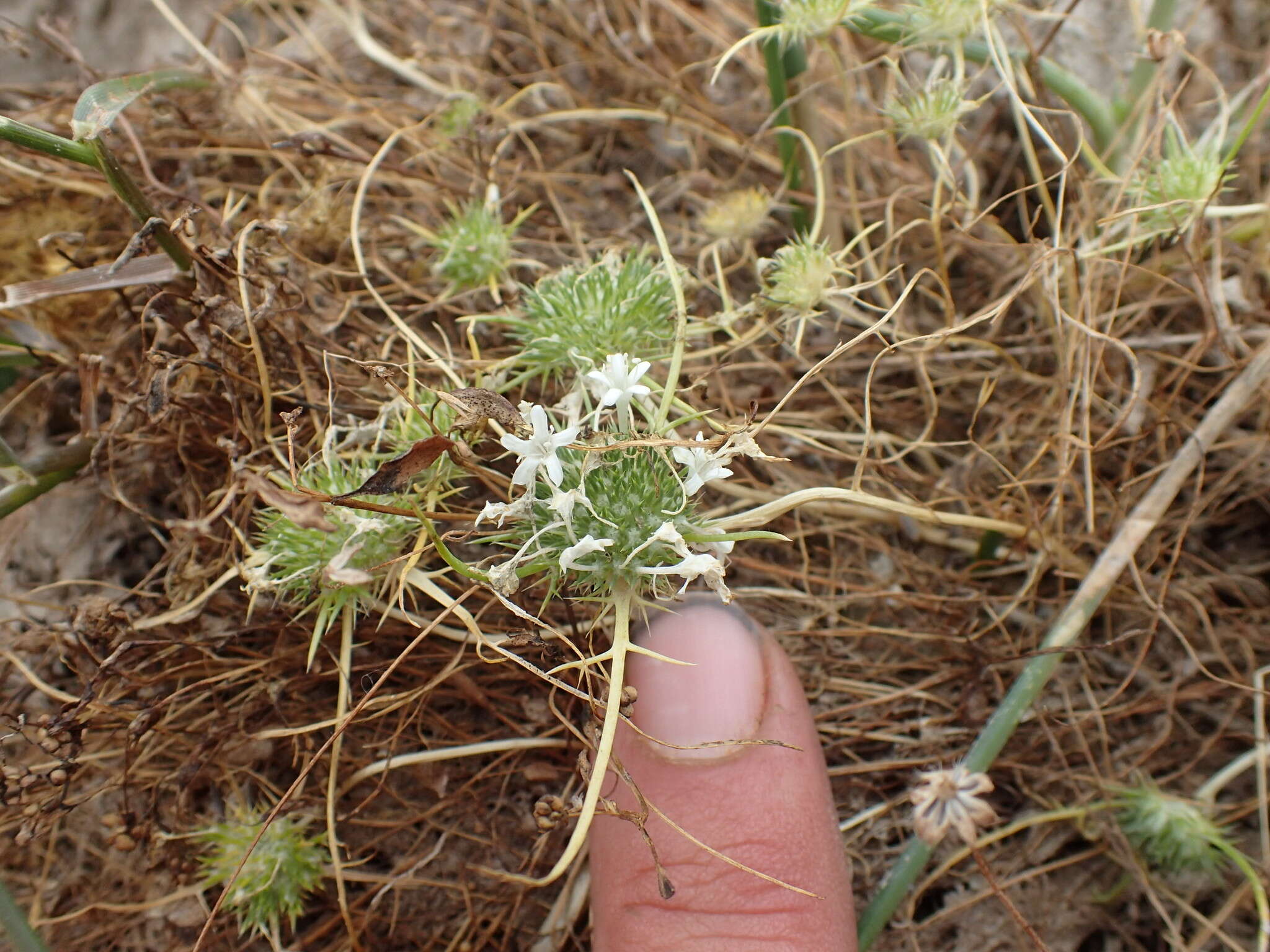 Image of Myers' pincushionplant