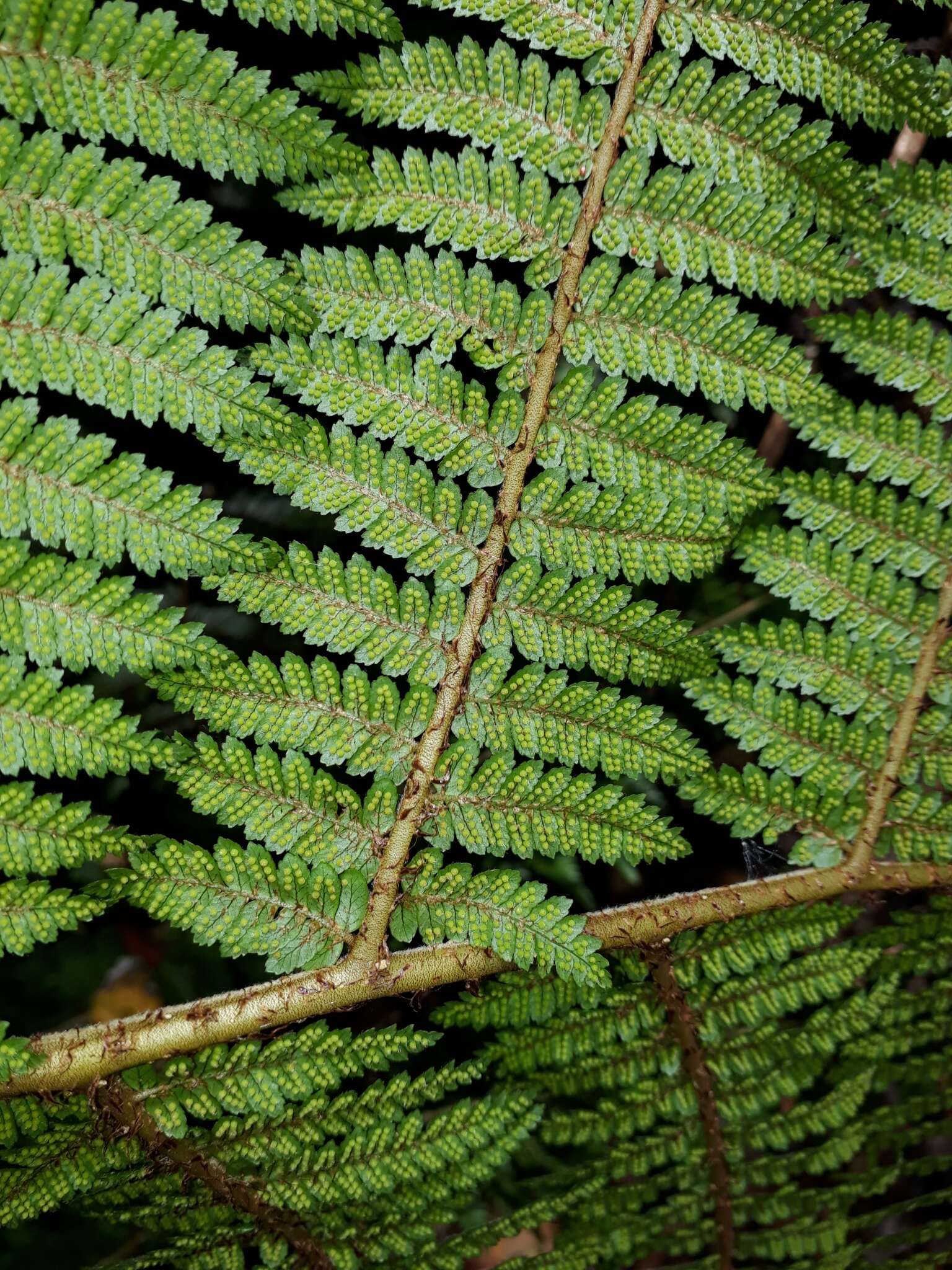 Image of Tree Fern Golden