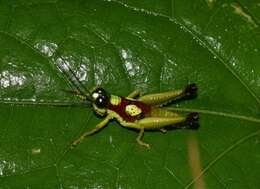 Image of Hippariacris latona (Günther & K. 1940)