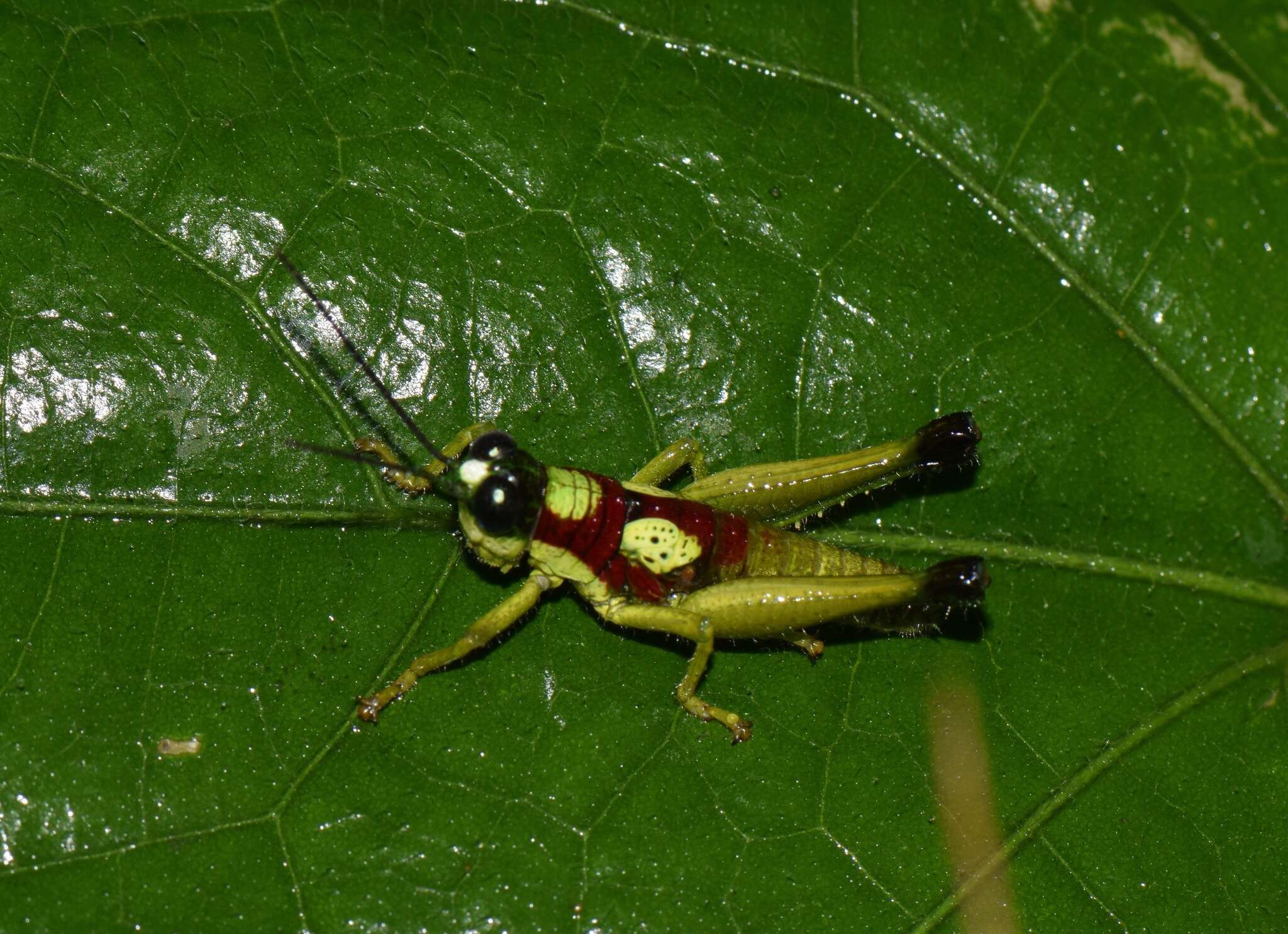 Image of Hippariacris latona (Günther & K. 1940)