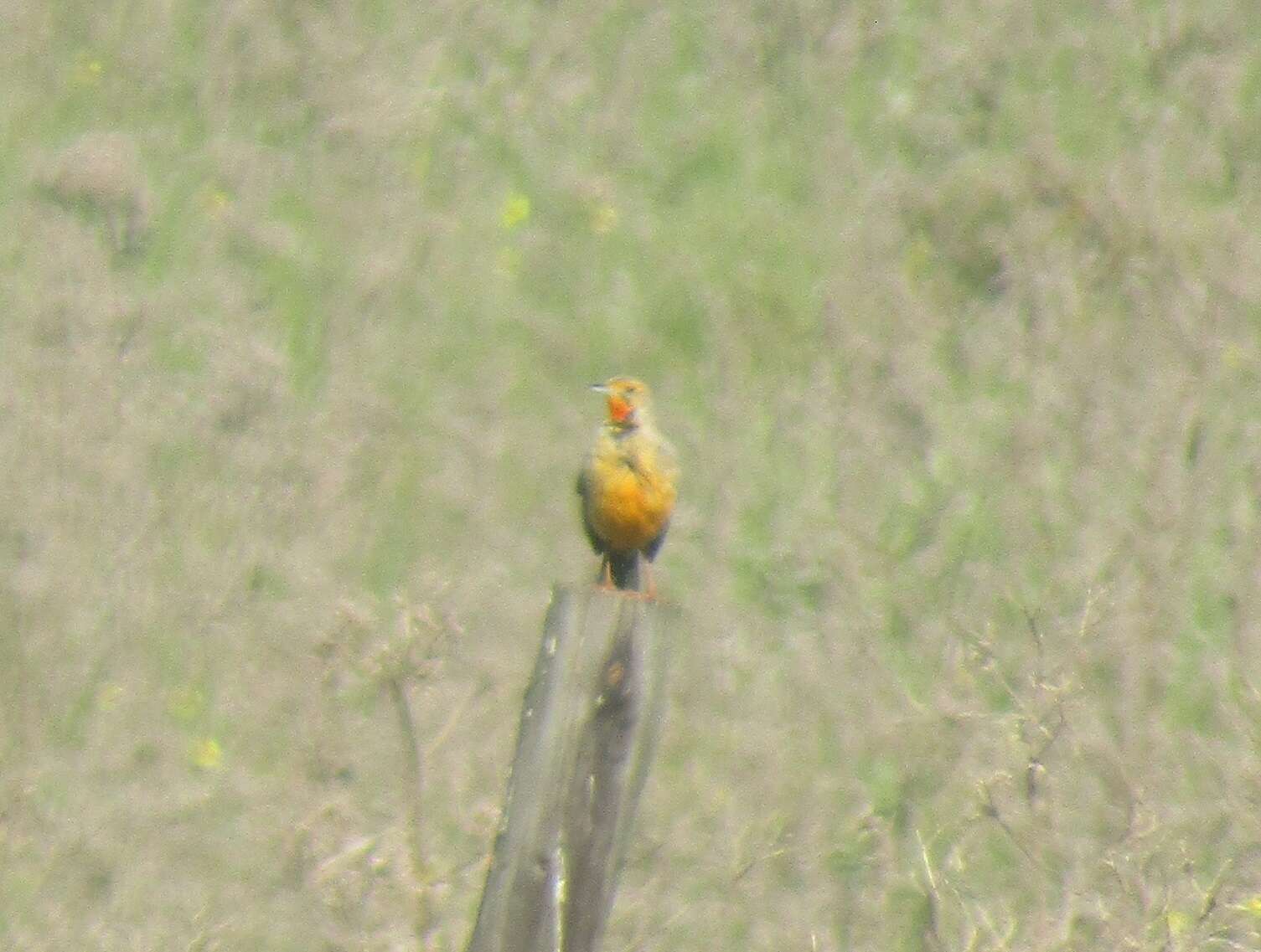 Image of Macronyx capensis capensis (Linnaeus 1766)