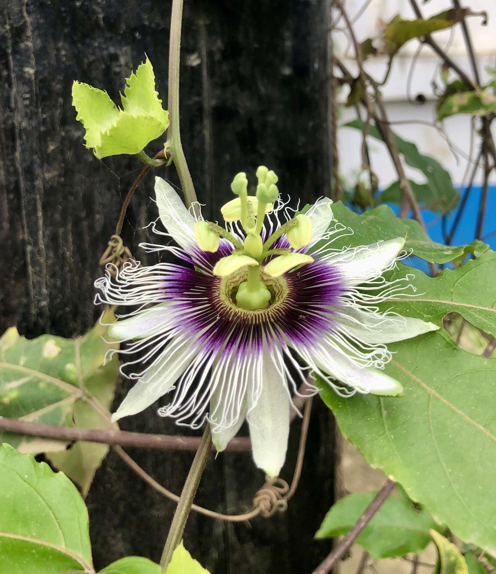 Sivun Passiflora edulis flavicarpa Deg. kuva