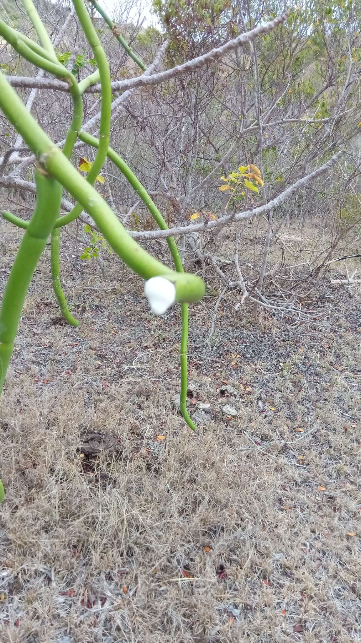 Image of Cynanchum floriferum Liede & Meve