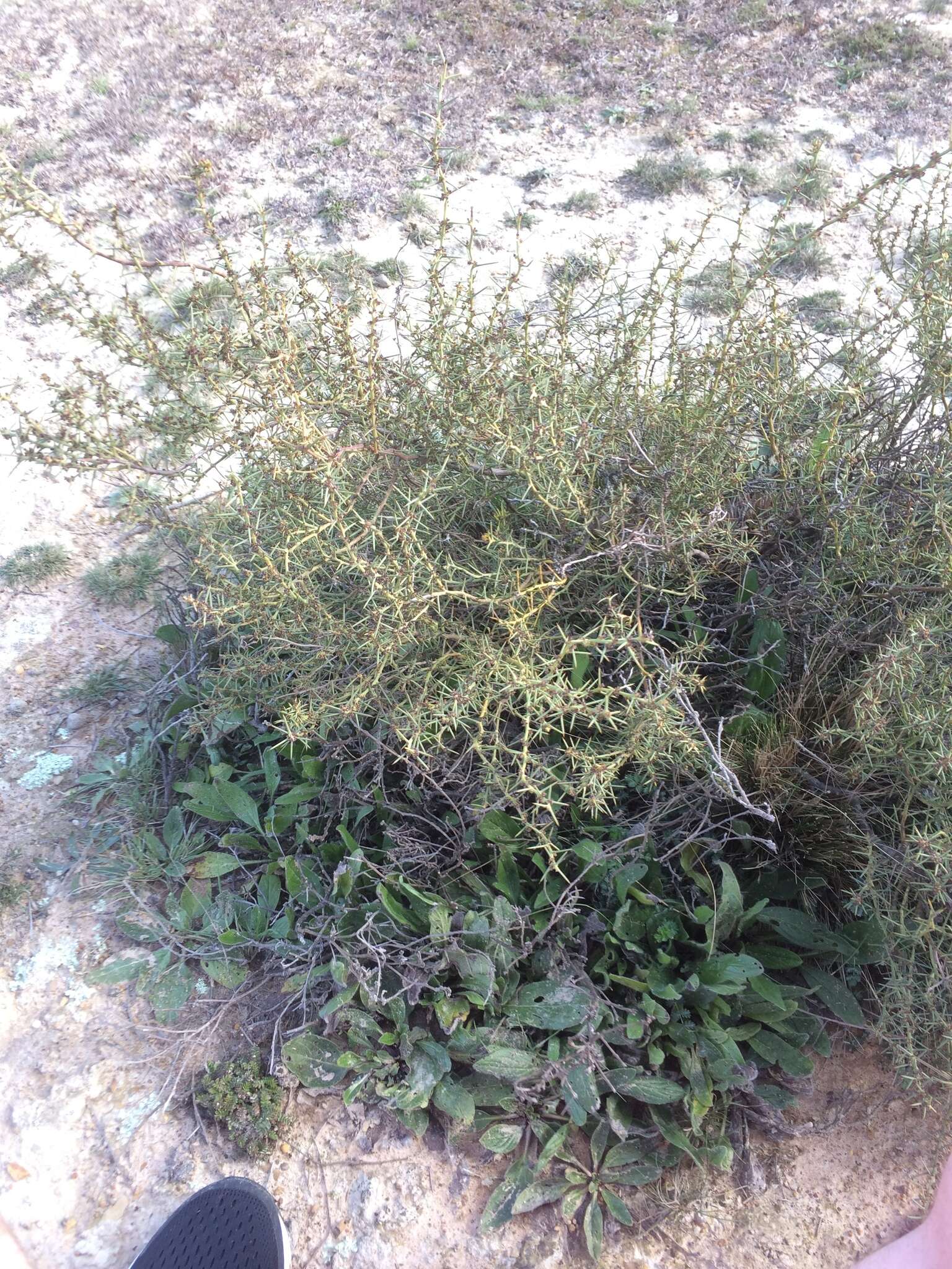 Image of Daviesia genistifolia Benth.