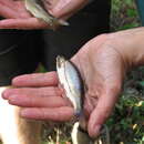 Image de Achondrostoma occidentale (Robalo, Almada, Sousa Santos, Moreira & Doadrio 2005)