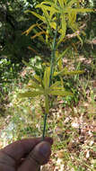 Image of Asphodeline liburnica (Scop.) Rchb.