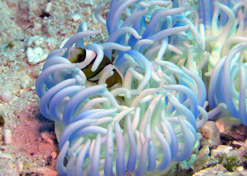 Image of Maroon clownfish