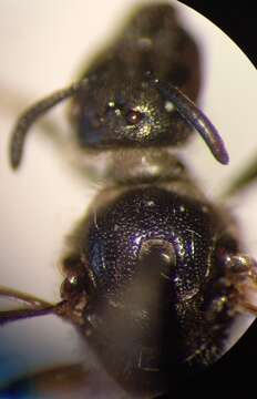 Lasioglossum clypeare (Schenck 1853) resmi