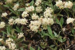 Image of James' buckwheat