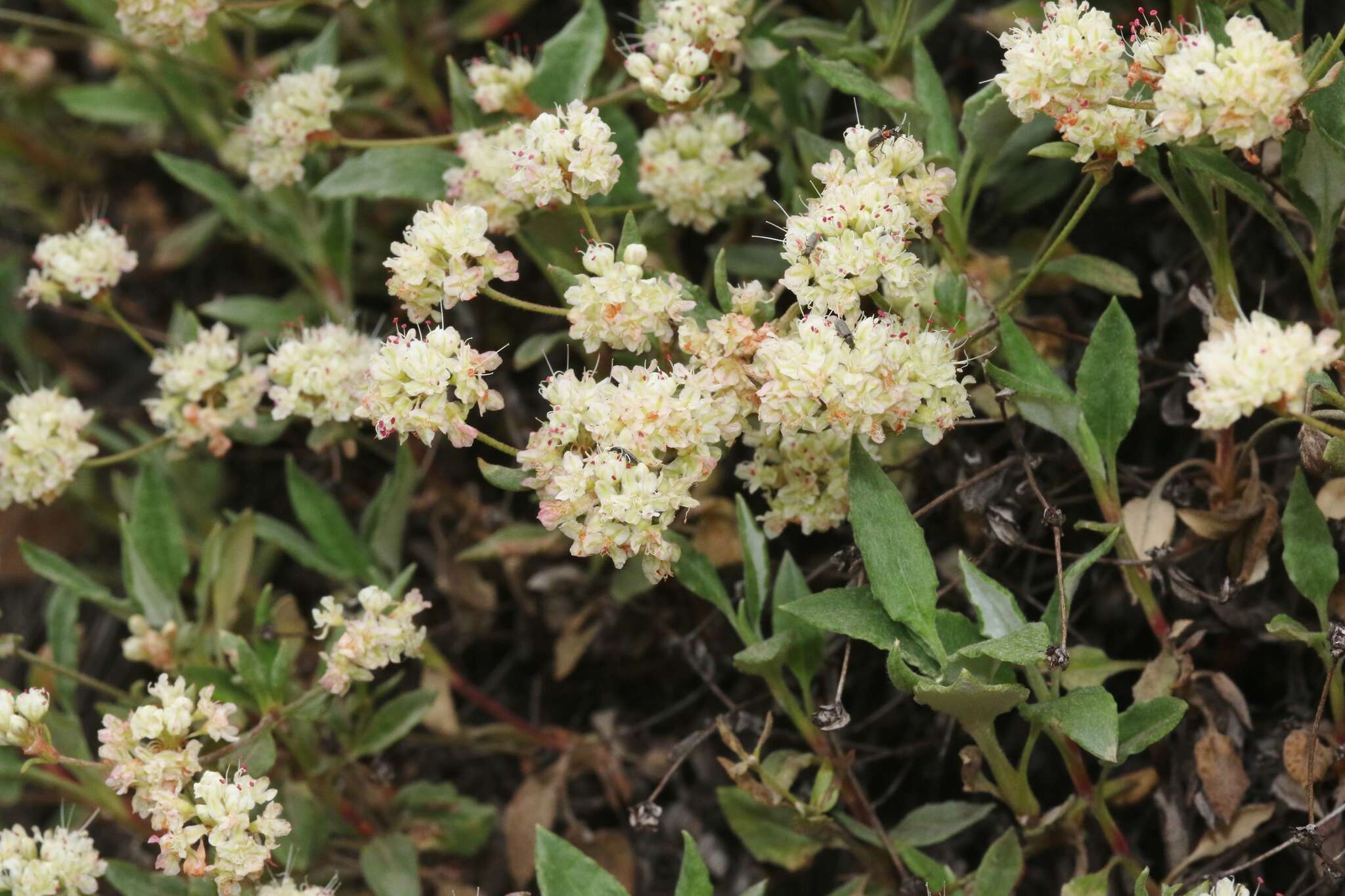 Image of James' buckwheat
