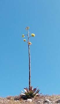 Image of Agave colorata Gentry