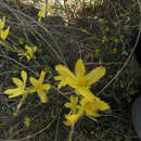Image of Moraea lewisiae (Goldblatt) Goldblatt
