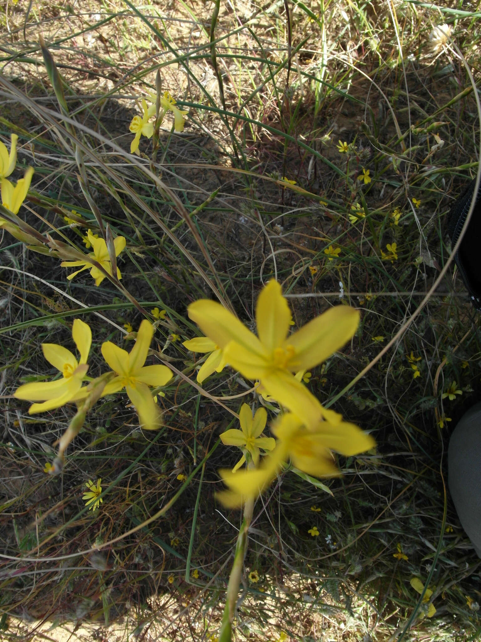 Image of Moraea lewisiae (Goldblatt) Goldblatt