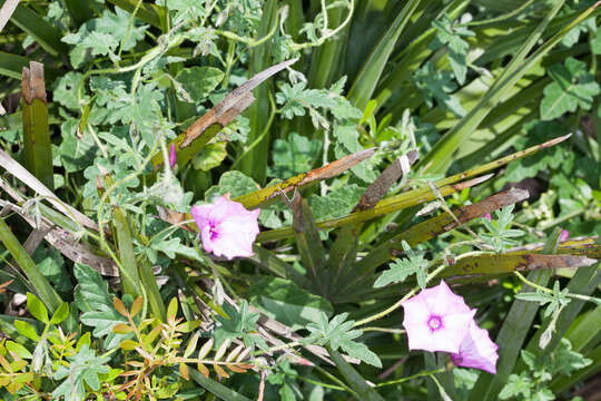 Image of mallow bindweed