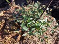 Image of Eucalyptus blaxlandii Maiden & Cambage