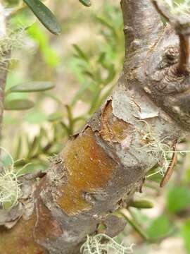 Podocarpus lawrencei Hook. fil. resmi