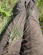 Image of whitescale sedge