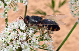 Image of Odontomyia ornata (Meigen 1822)