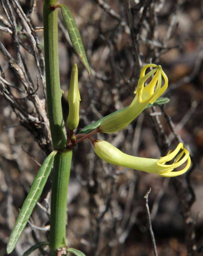 Plancia ëd Ceropegia dichotoma subsp. dichotoma