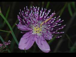 Image of Corynandra chelidonii (L. fil.) Cochrane & Iltis