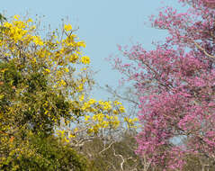 Imagem de Handroanthus heptaphyllus (Mart.) Mattos