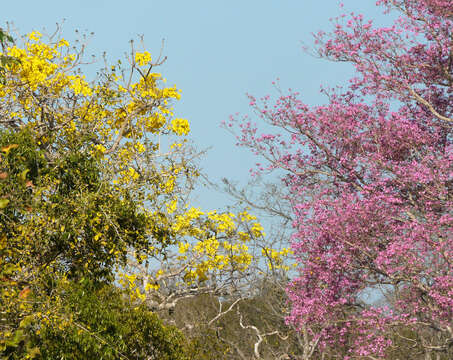 صورة Handroanthus heptaphyllus (Mart.) Mattos