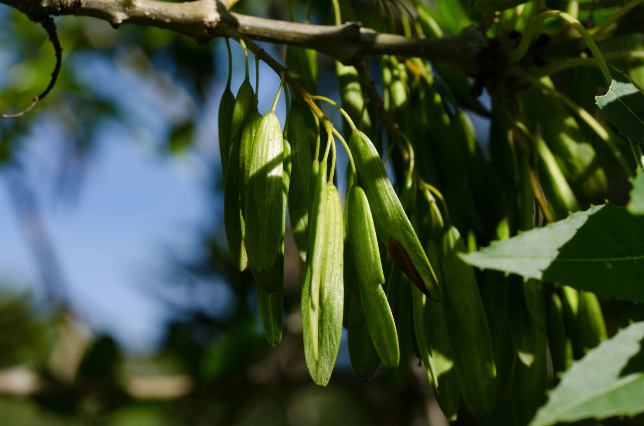 Image of Fraxinus angustifolia subsp. angustifolia