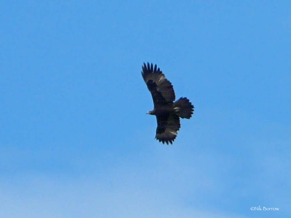 Image of Gurney's Eagle